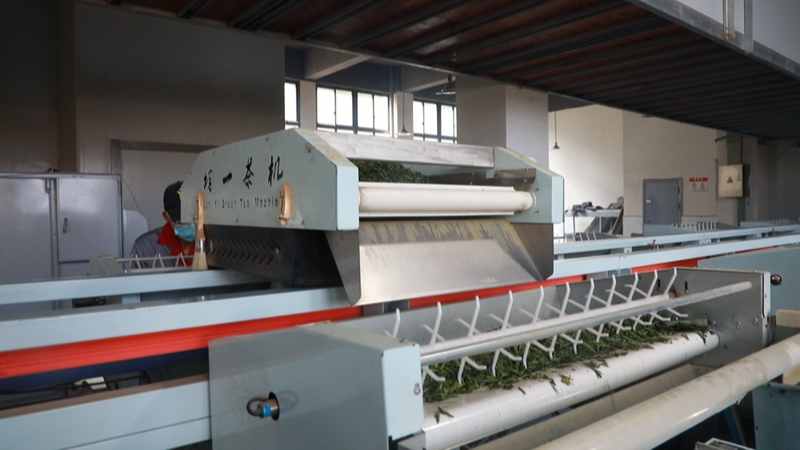 有关于泰顺茶园综合产值达12亿元的新闻(2)