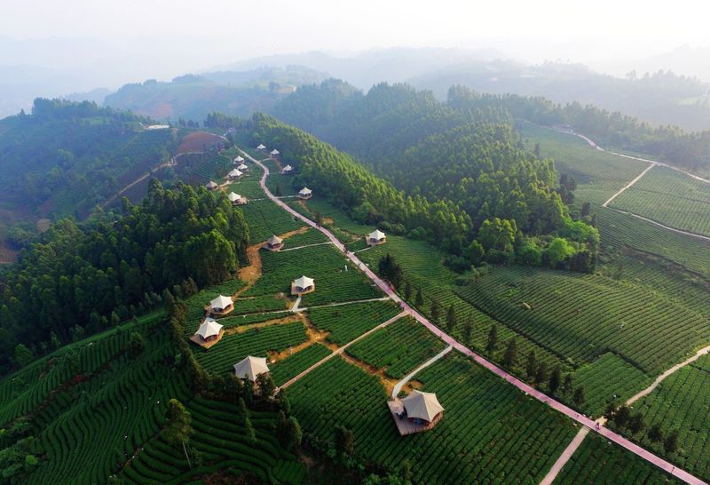 有关于三茶统筹·名山做法的消息(2)