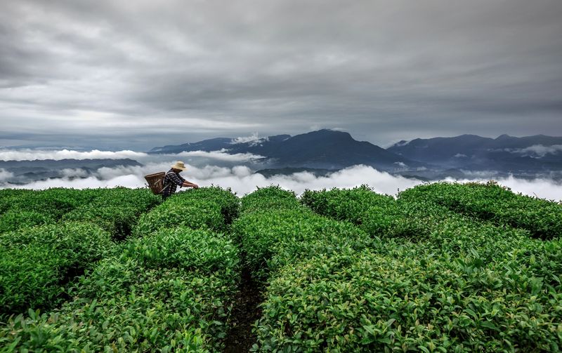 有关于三茶统筹·名山做法的消息(3)