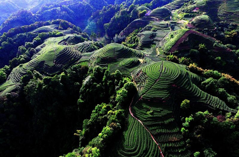 有关于三茶统筹·名山做法的消息(1)