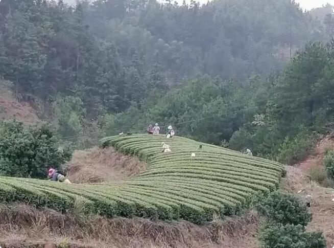 关于黎平县敖市镇：党建引领茶产业发展助力乡村振兴的相关信息(1)