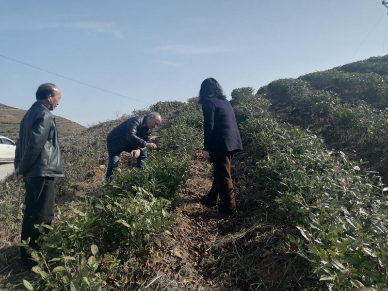 关于镇远县加强春季茶园管护，助力茶产业增产增效的最新消息(1)