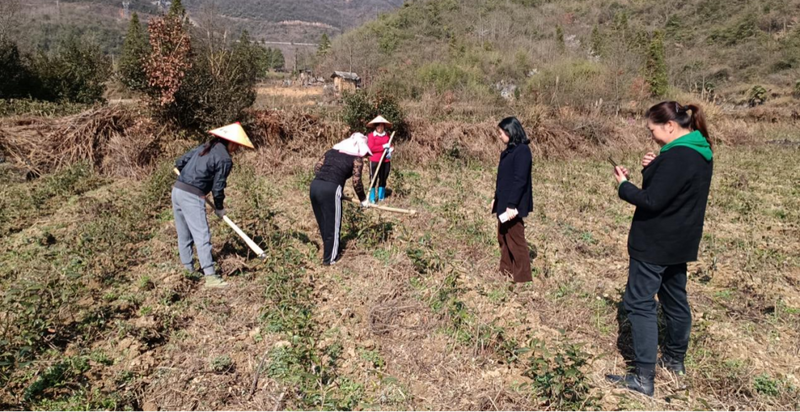 关于镇远县加强春季茶园管护，助力茶产业增产增效的最新消息