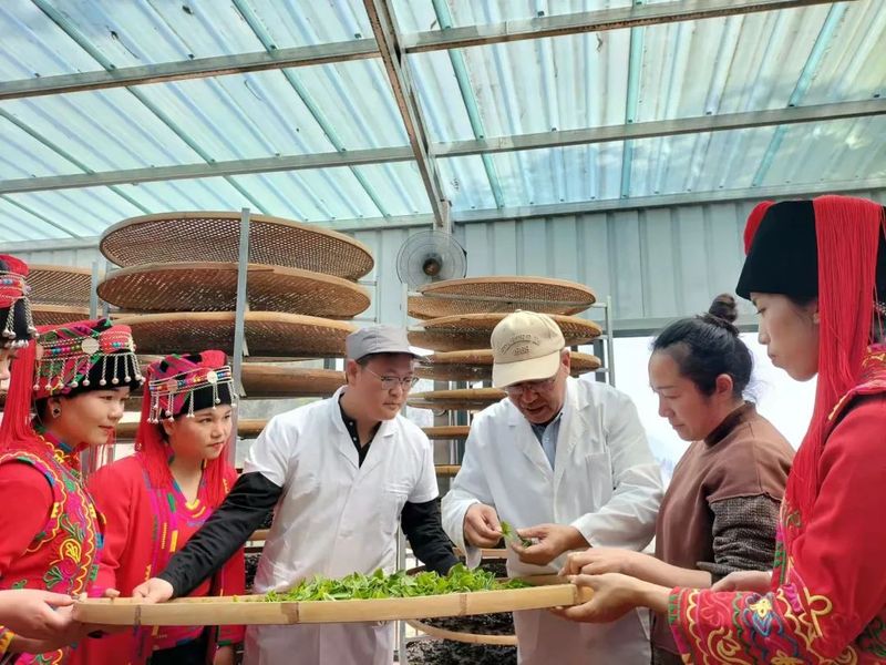 关于汪东风一行赴绿春县调研茶产业发展的资讯(2)