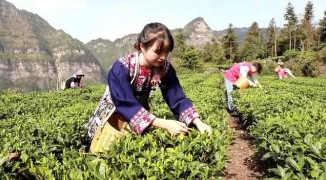 有关于春来茶溢香 三都茶农采收忙的消息(1)