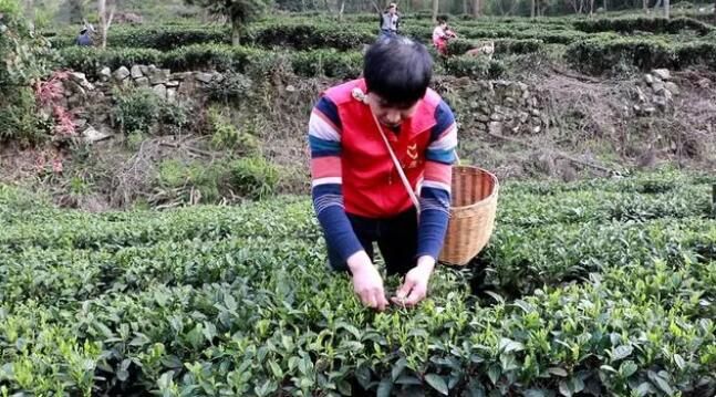有关于春来茶溢香 三都茶农采收忙的消息