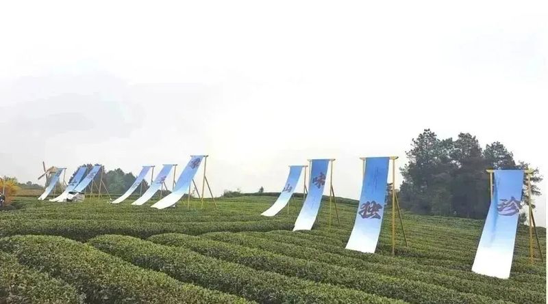 关于在熊猫的家乡感受茶旅大美！的消息(3)