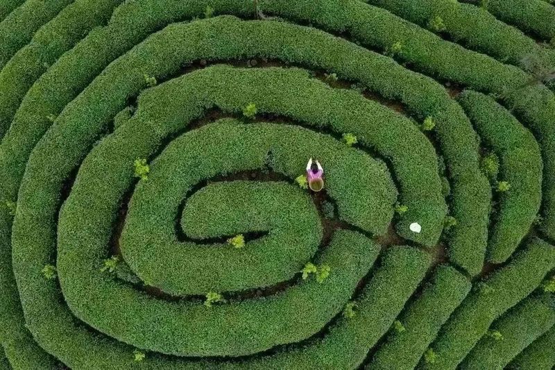 关于在熊猫的家乡感受茶旅大美！的消息(4)