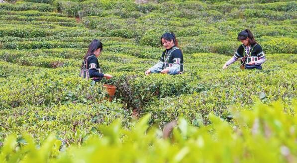 关于玉溪元江“明前茶”上市的内容