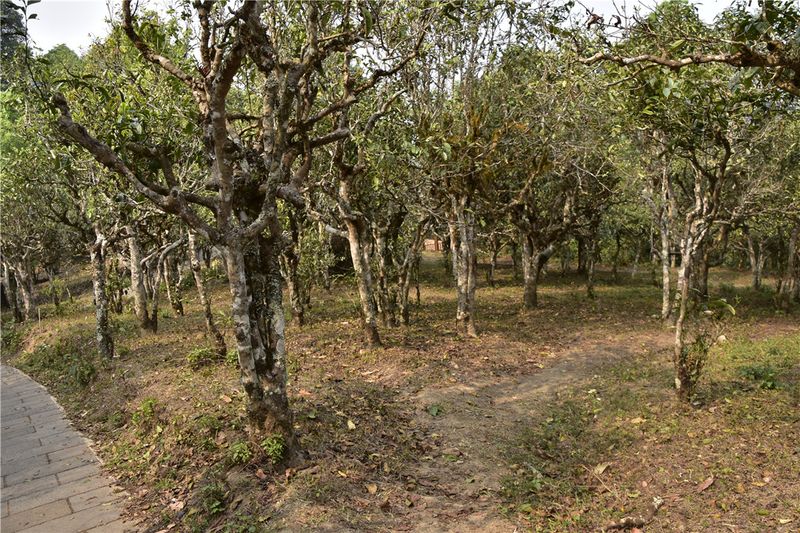 关于云南省古茶树保护条例正式施行 树龄百年以上野生和栽培型茶树纳入保护的最新消息