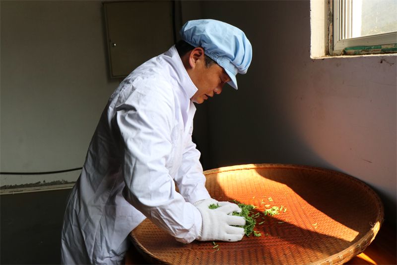 有关于浮梁高山茶开采啦！的内容(4)