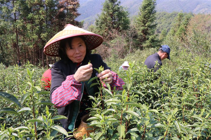 有关于浮梁高山茶开采啦！的内容(1)