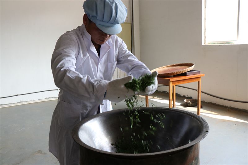 有关于浮梁高山茶开采啦！的内容(3)