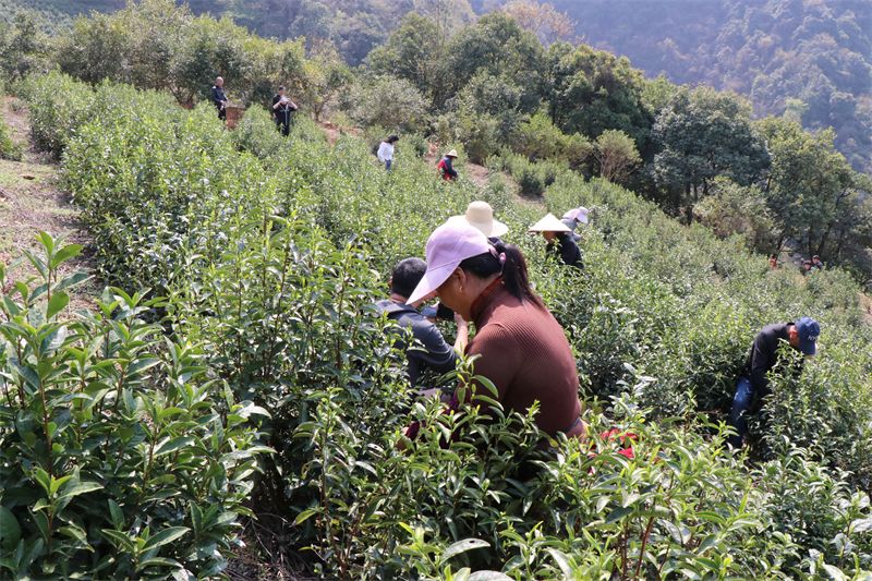 有关于浮梁高山茶开采啦！的内容
