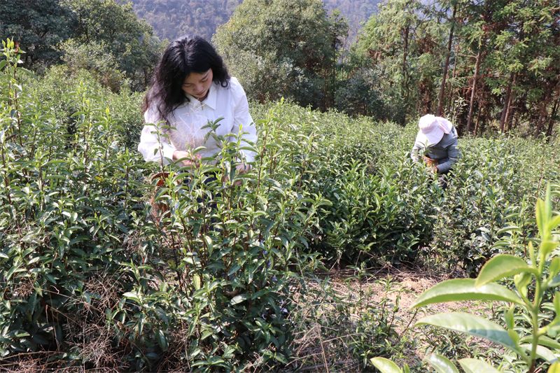 有关于浮梁高山茶开采啦！的内容(2)