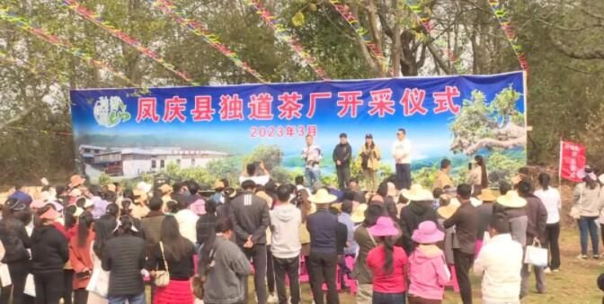 有关于凤庆郭大寨乡春茶“抢鲜”开采的相关内容