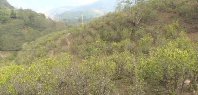 有关于凤庆郭大寨乡春茶“抢鲜”开采的相关内容(2)