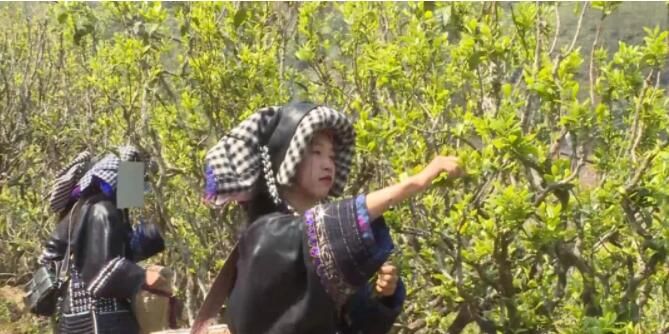 有关于凤庆郭大寨乡春茶“抢鲜”开采的相关内容(1)