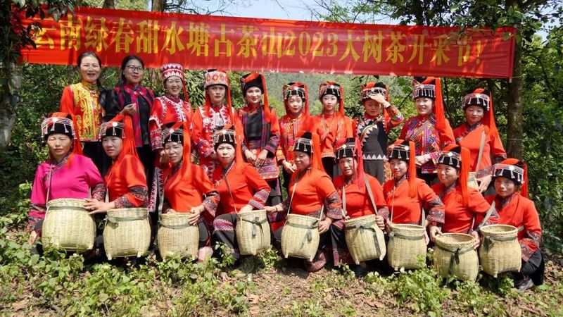 关于绿春县：春茶飘香，甜水塘大树茶正式开采的新闻(7)