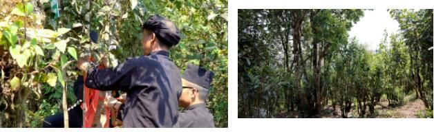 关于绿春县：春茶飘香，甜水塘大树茶正式开采的新闻(2)