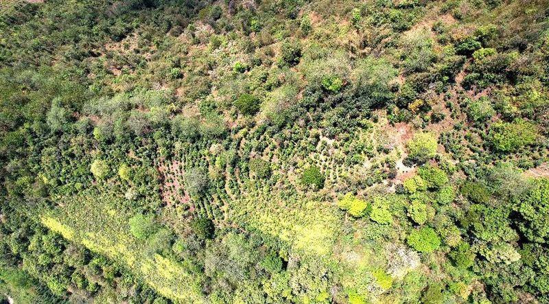 关于绿春县：春茶飘香，甜水塘大树茶正式开采的新闻