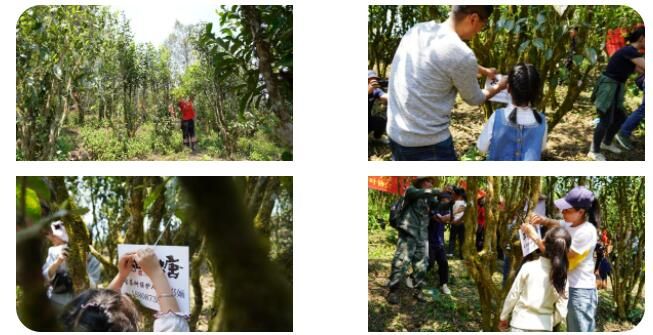 关于绿春县：春茶飘香，甜水塘大树茶正式开采的新闻(3)