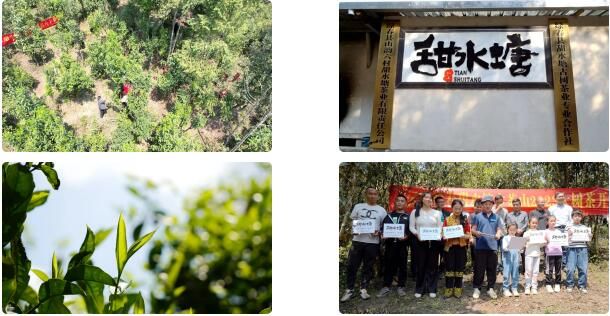 关于绿春县：春茶飘香，甜水塘大树茶正式开采的新闻(1)