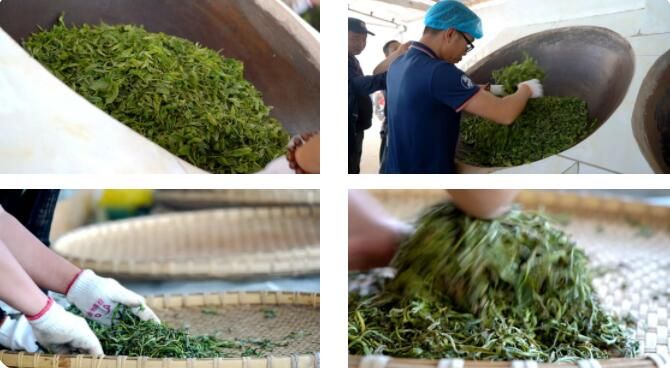 关于绿春县：春茶飘香，甜水塘大树茶正式开采的新闻(6)