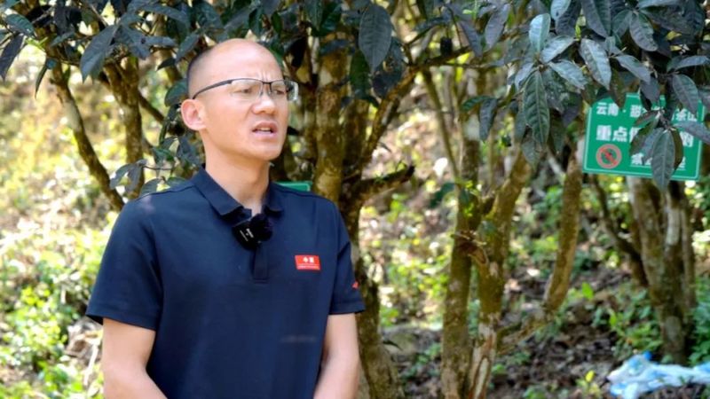 关于绿春县：春茶飘香，甜水塘大树茶正式开采的新闻(5)