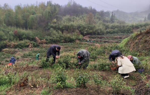 关于贵池区里山街道：春茶上市采摘忙 乡村振兴添活力的内容