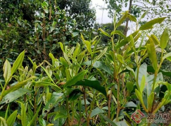 关于云南云县：“金叶”飘香春意浓 人勤春早采茶忙的信息(1)