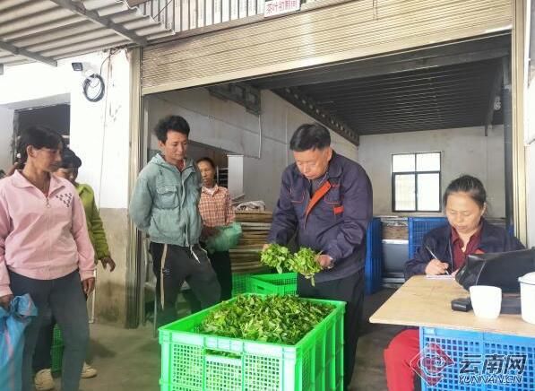 关于云南云县：“金叶”飘香春意浓 人勤春早采茶忙的信息