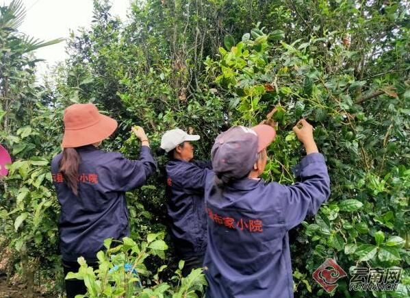 关于云南云县：“金叶”飘香春意浓 人勤春早采茶忙的信息(2)