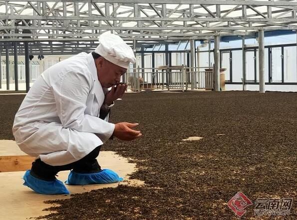 关于云南云县：“金叶”飘香春意浓 人勤春早采茶忙的信息(3)