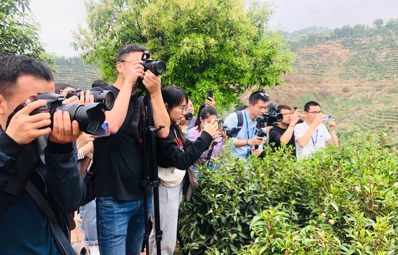 有关于六堡茶 开茶咯！的信息(11)