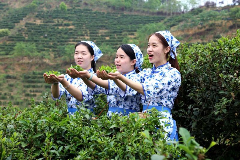 有关于六堡茶 开茶咯！的信息(2)