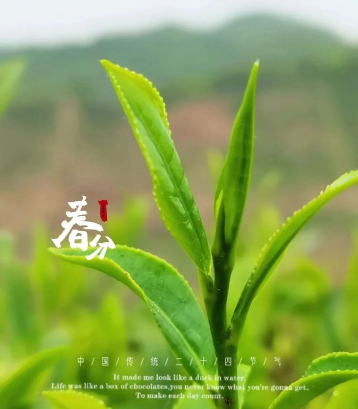 有关于六堡茶 开茶咯！的信息(12)