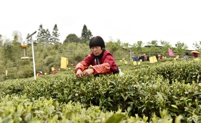有关于政和白茶首届采制茶竞赛在东平镇举办的新闻(1)