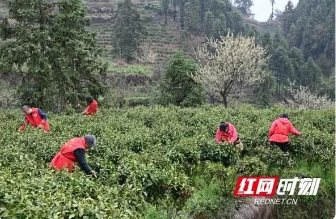 关于湘西州幼儿园：开展清廉文化建设 助力春茶采摘的消息