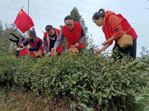 关于雷山县水务局开展党建引领“采茶助农”志愿服务活动的消息