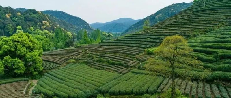 关于大佛龙井什么时候上市？价格多少钱的最新消息