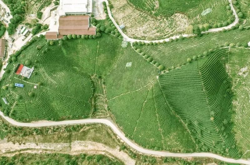 有关于早春第一“鲜”！2023“莲城雾峰”春茶节启幕的内容(13)