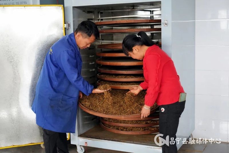 有关于昌宁：30余万亩生态茶园进入春茶季的信息(5)