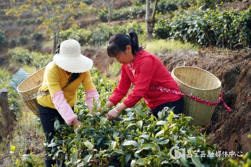 有关于昌宁：30余万亩生态茶园进入春茶季的信息(6)