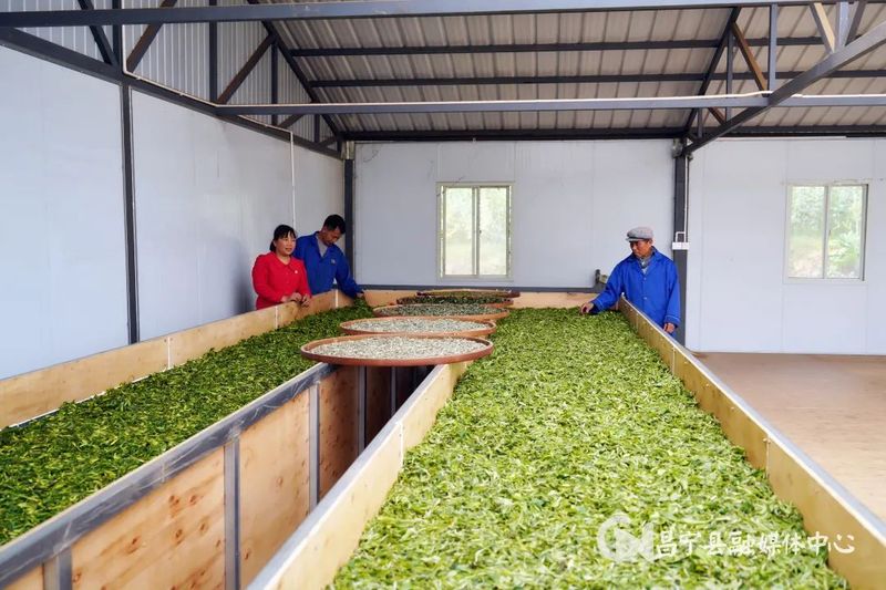 有关于昌宁：30余万亩生态茶园进入春茶季的信息(2)