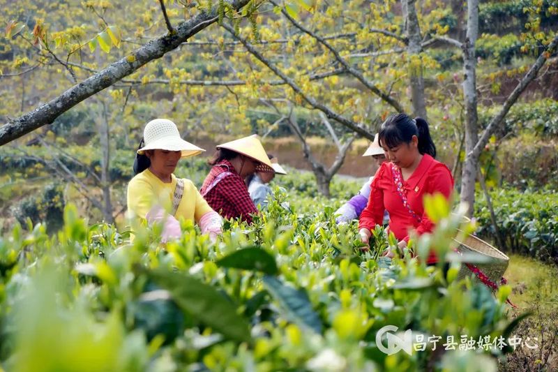 有关于昌宁：30余万亩生态茶园进入春茶季的信息