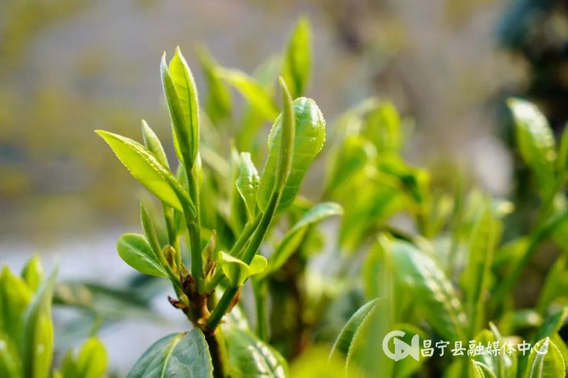 有关于昌宁：30余万亩生态茶园进入春茶季的信息(1)