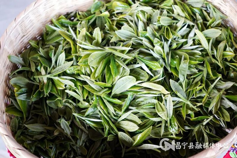 有关于昌宁：30余万亩生态茶园进入春茶季的信息(4)