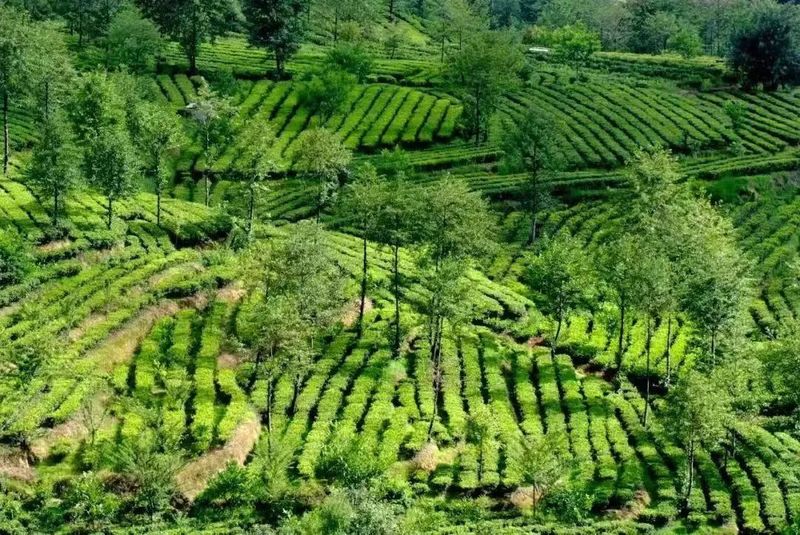 有关于临沧凤庆：2023年春茶迎来全面开采季的内容