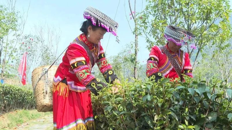 有关于临沧凤庆：2023年春茶迎来全面开采季的内容(1)